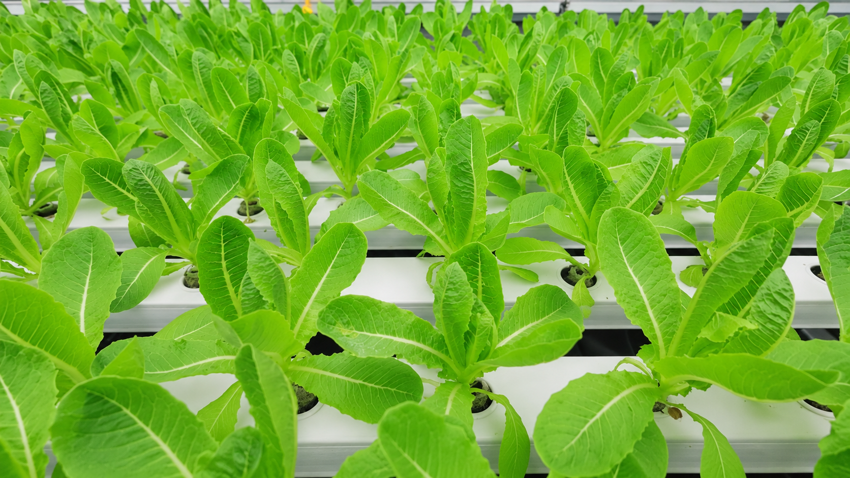Hydroponics automation: irrigation, EC/pH, and scheduling that actually hold