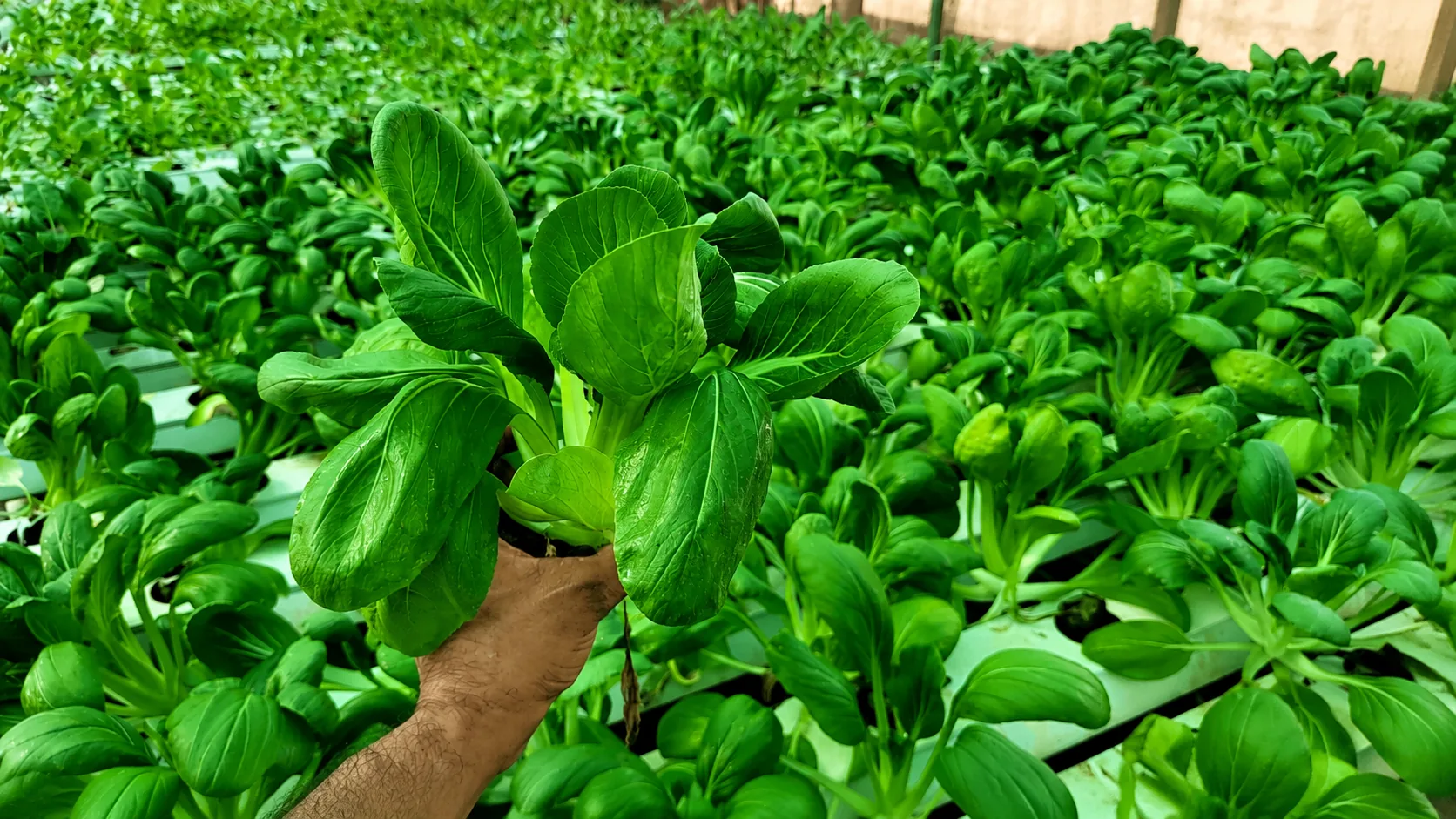 Fresh harvest