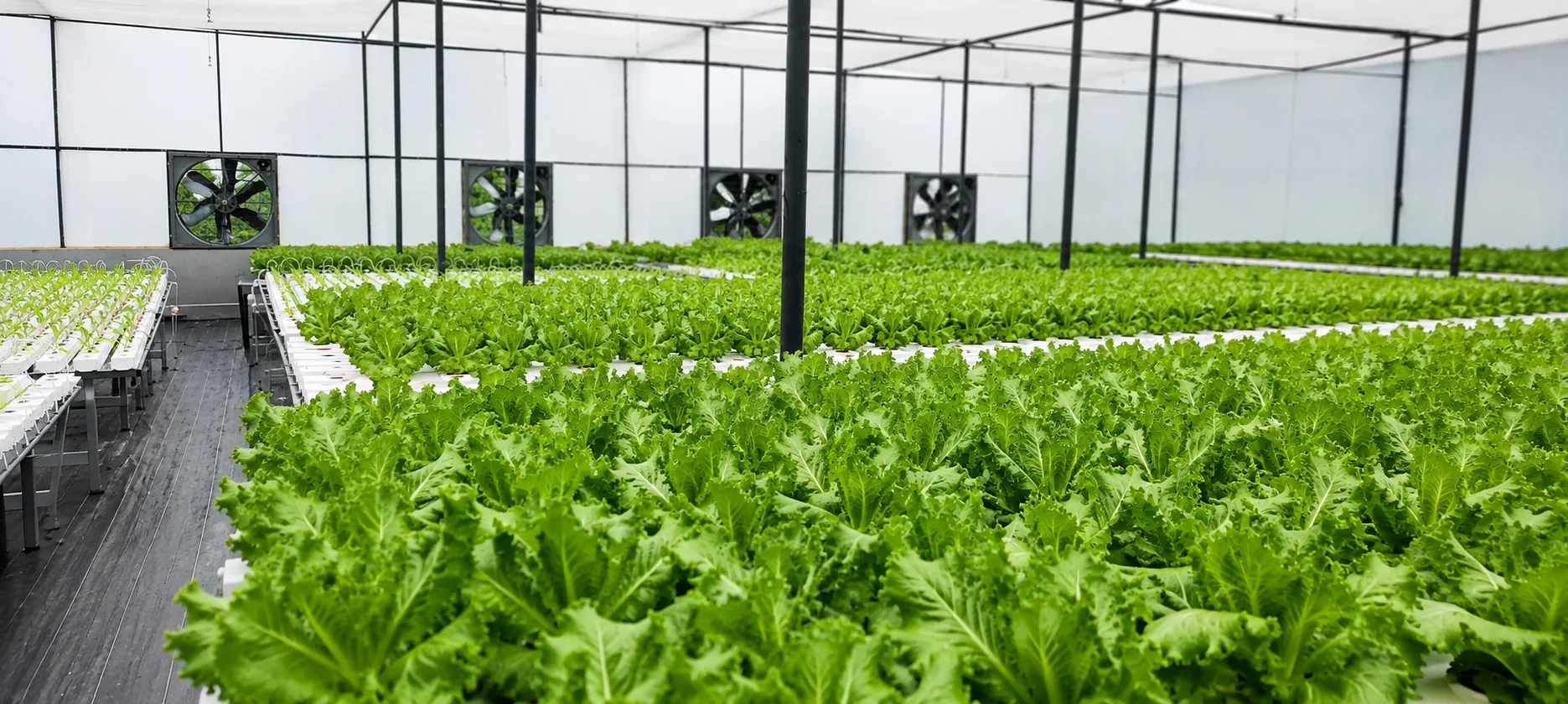 Climate-Controlled Lettuce Hydroponics