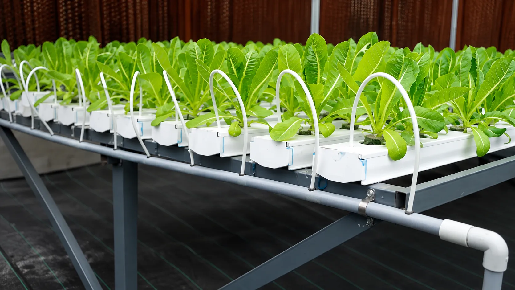 Automated Hydroponic Lettuce Growing System