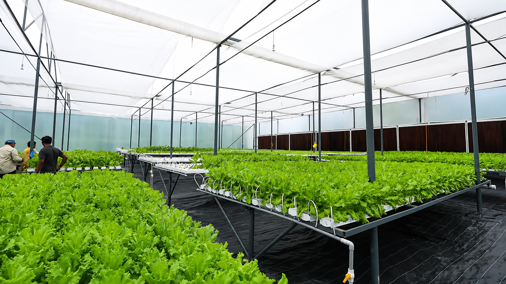 Commercial-Scale Hydroponic Farm