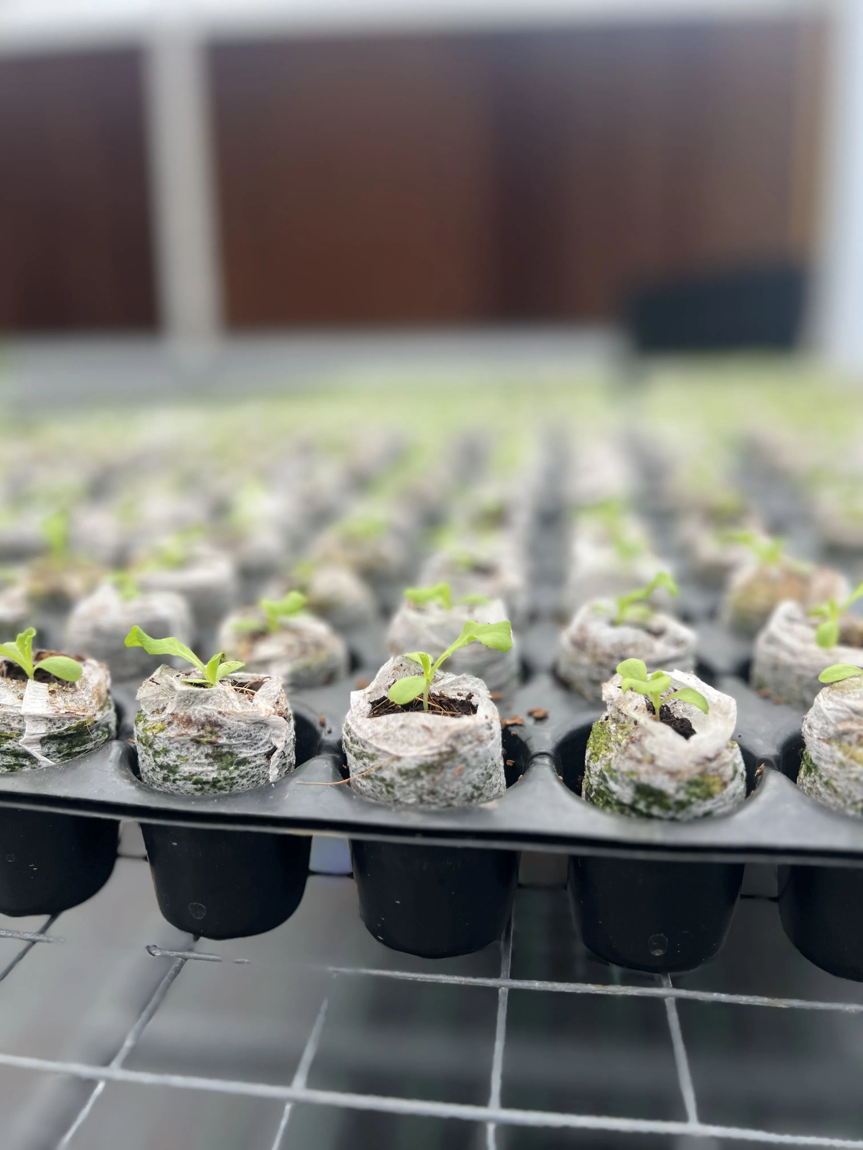 Hydroponic Seedling Propagation