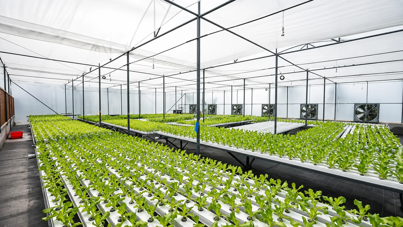 Tomato crops growing inside a commercial greenhouse