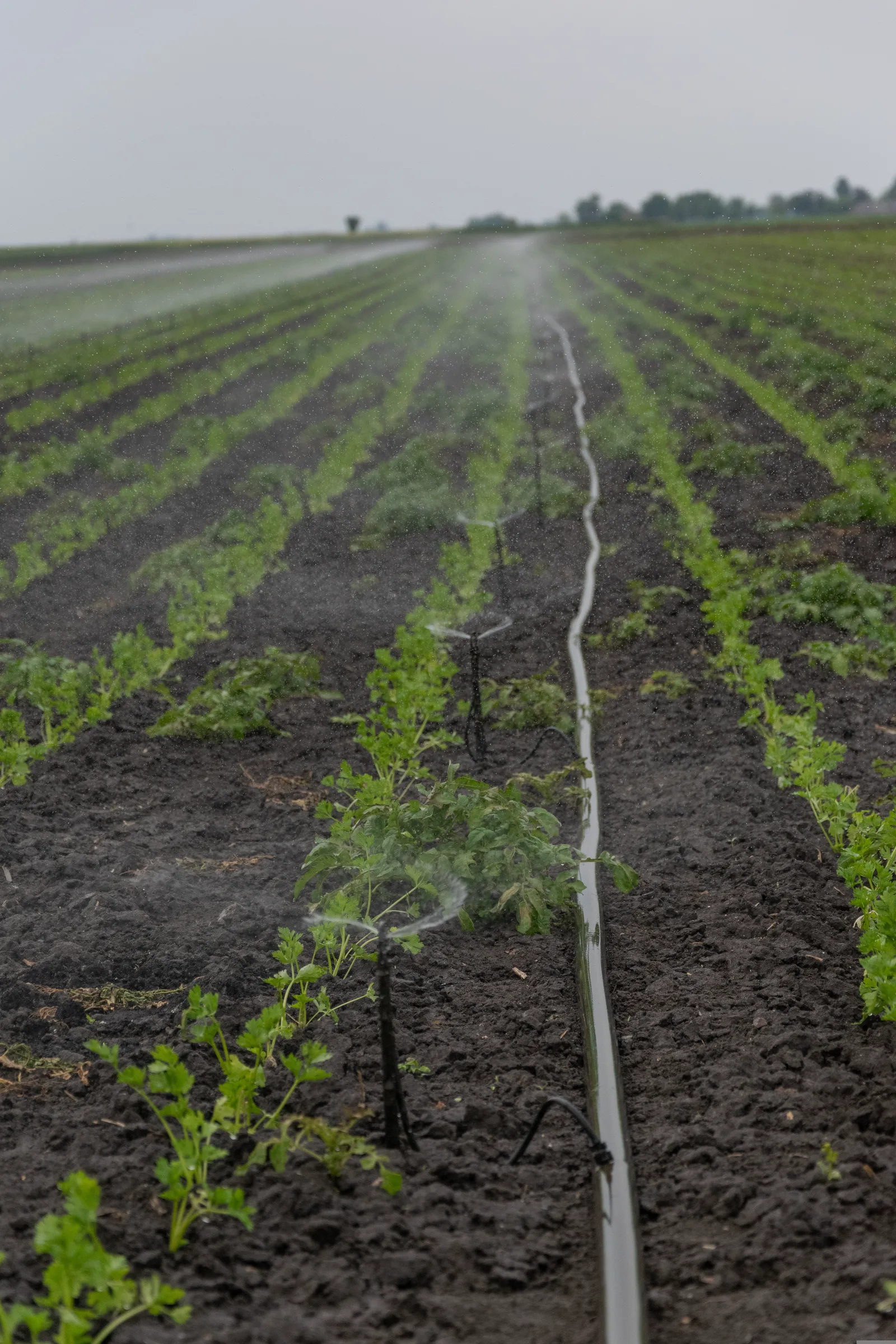 Agricultural irrigation across a commercial farm