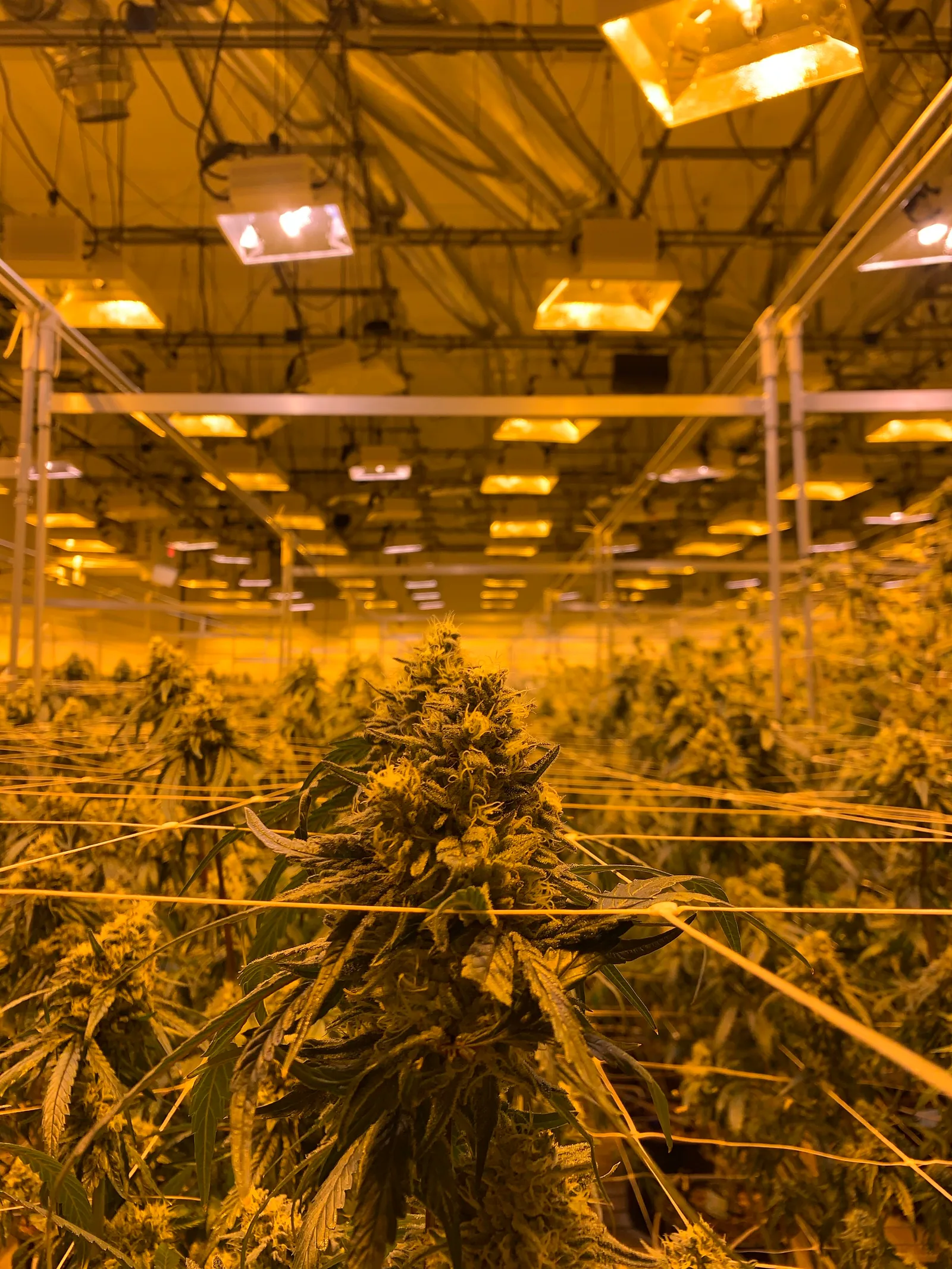 Indoor grow room with controlled lighting