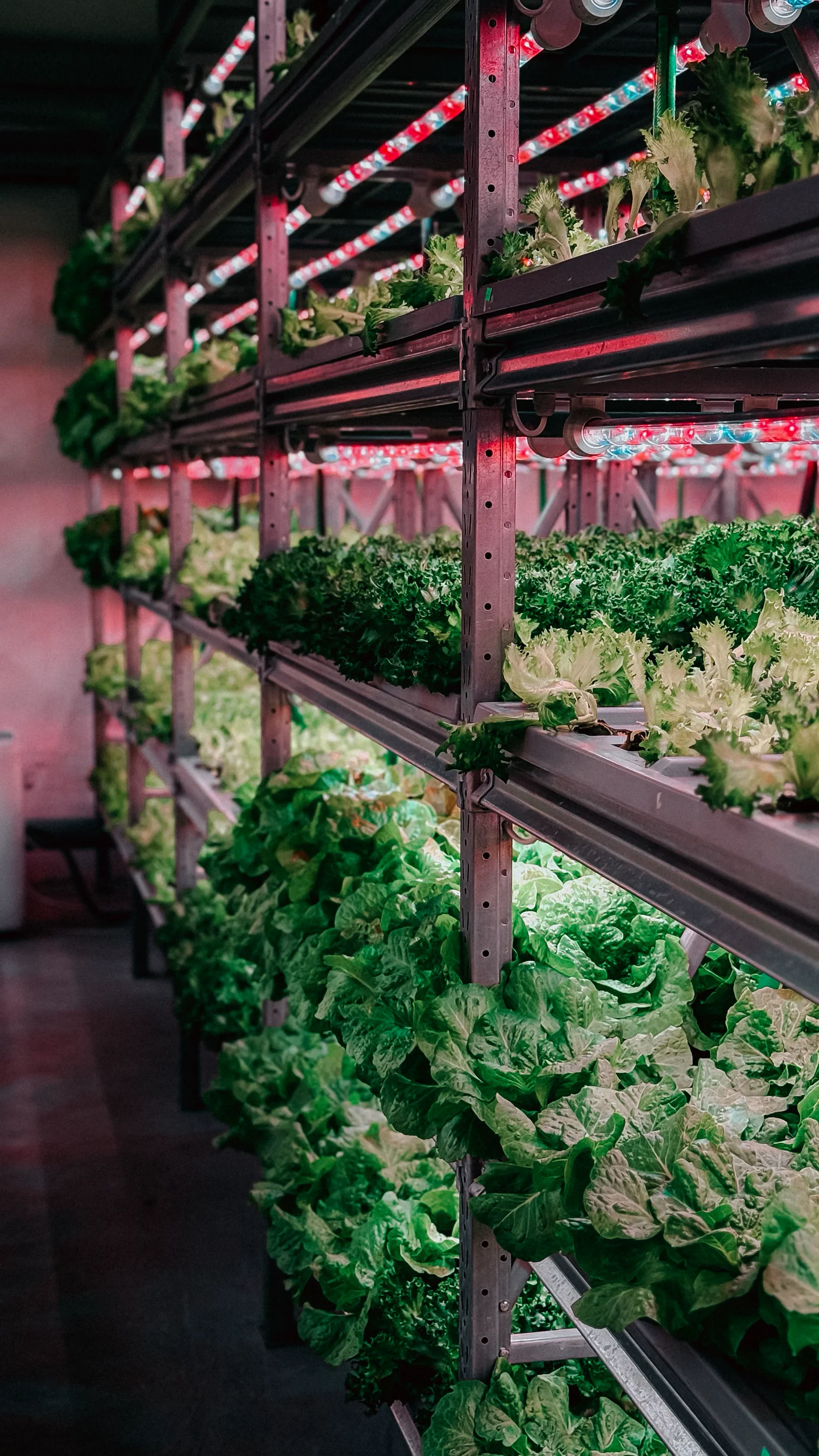 Hydroponic and vertical farming environment