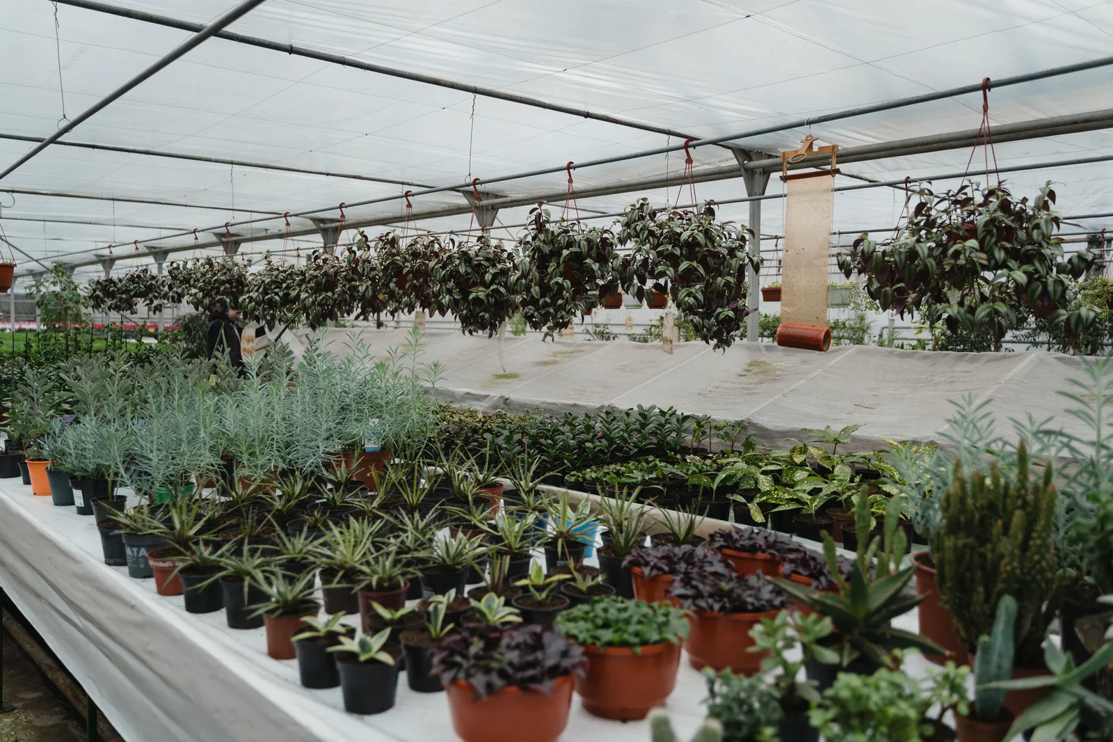 Plant nursery and propagation facility