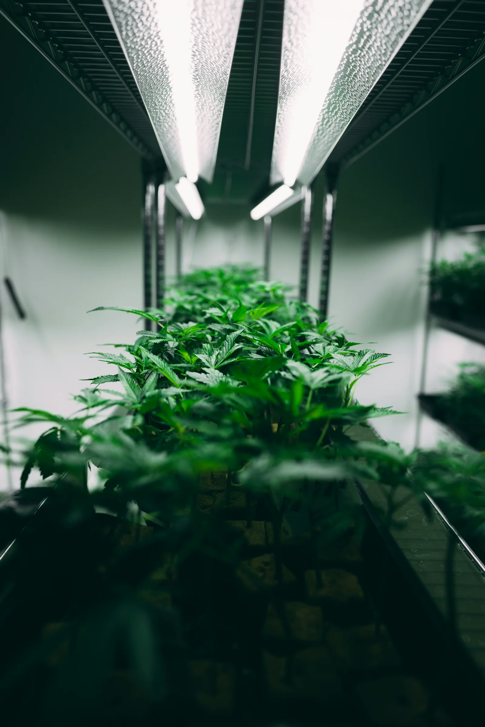 Grow lights on a programmable schedule