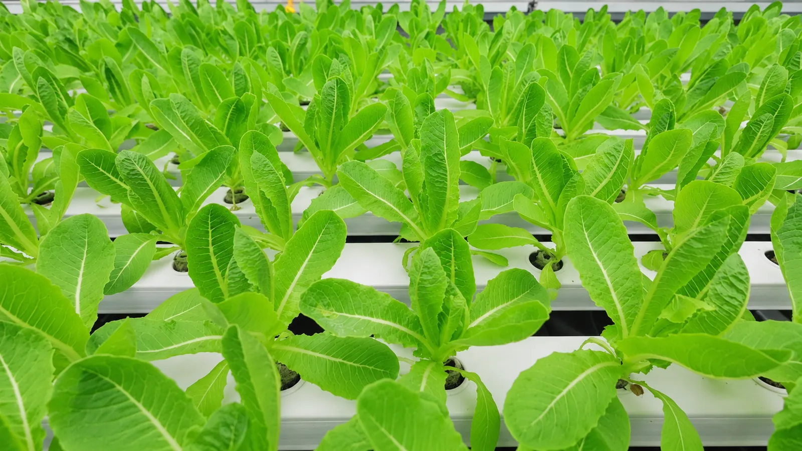 Commercial hydroponic controlled environment farm