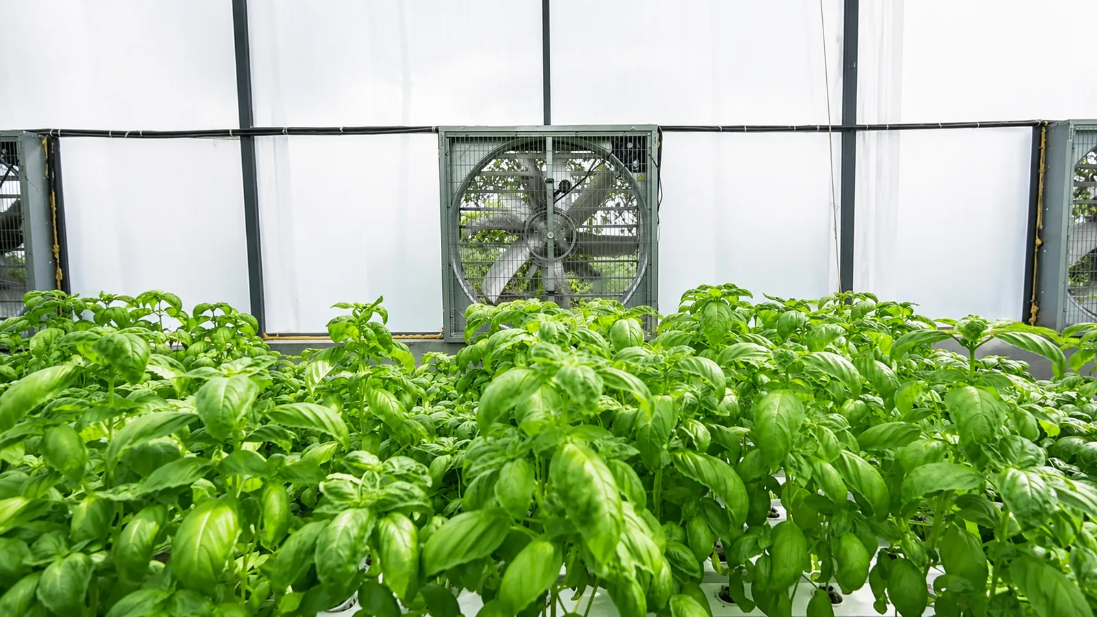 Commercial protected cultivation greenhouse