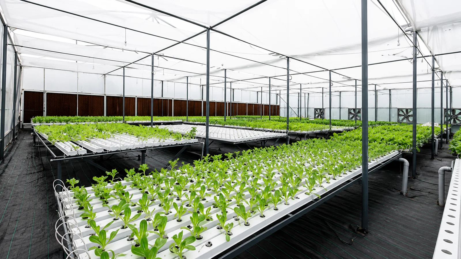 Commercial hydroponics