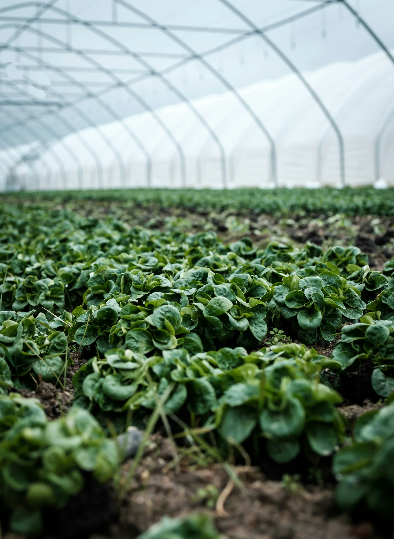 Controlled environment agriculture