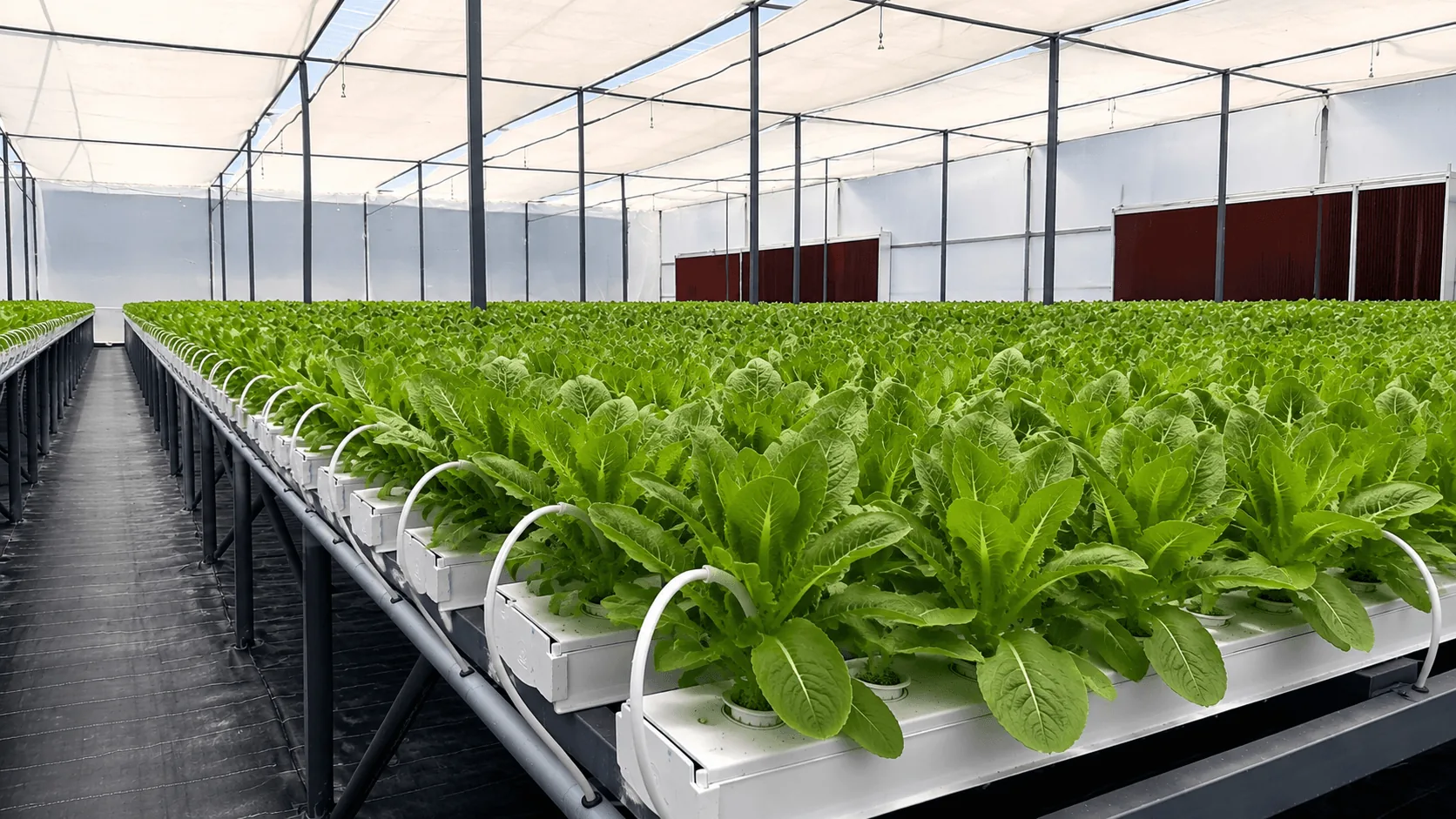 Hydroponics Automation
