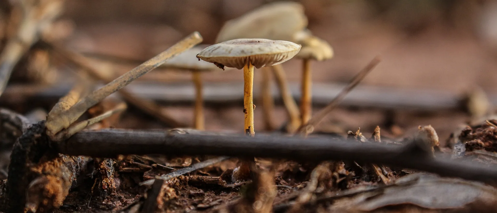 Mushroom Farm Automation