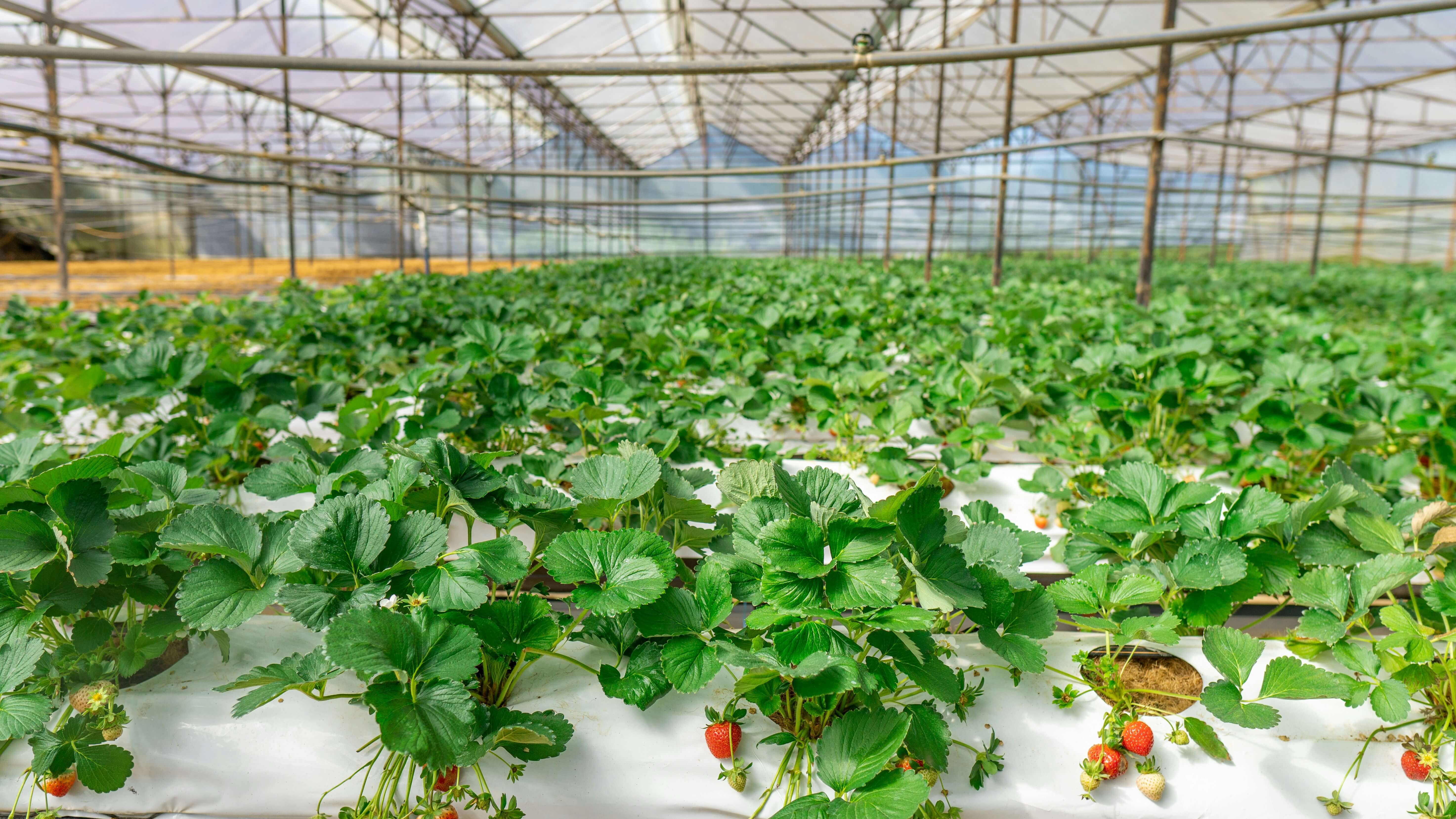 Agriculture and automation in the field