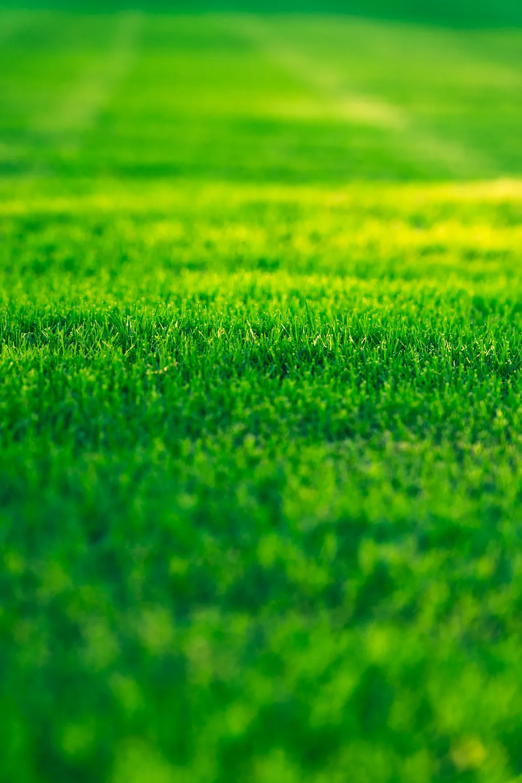 Lawn edge detail with planting border