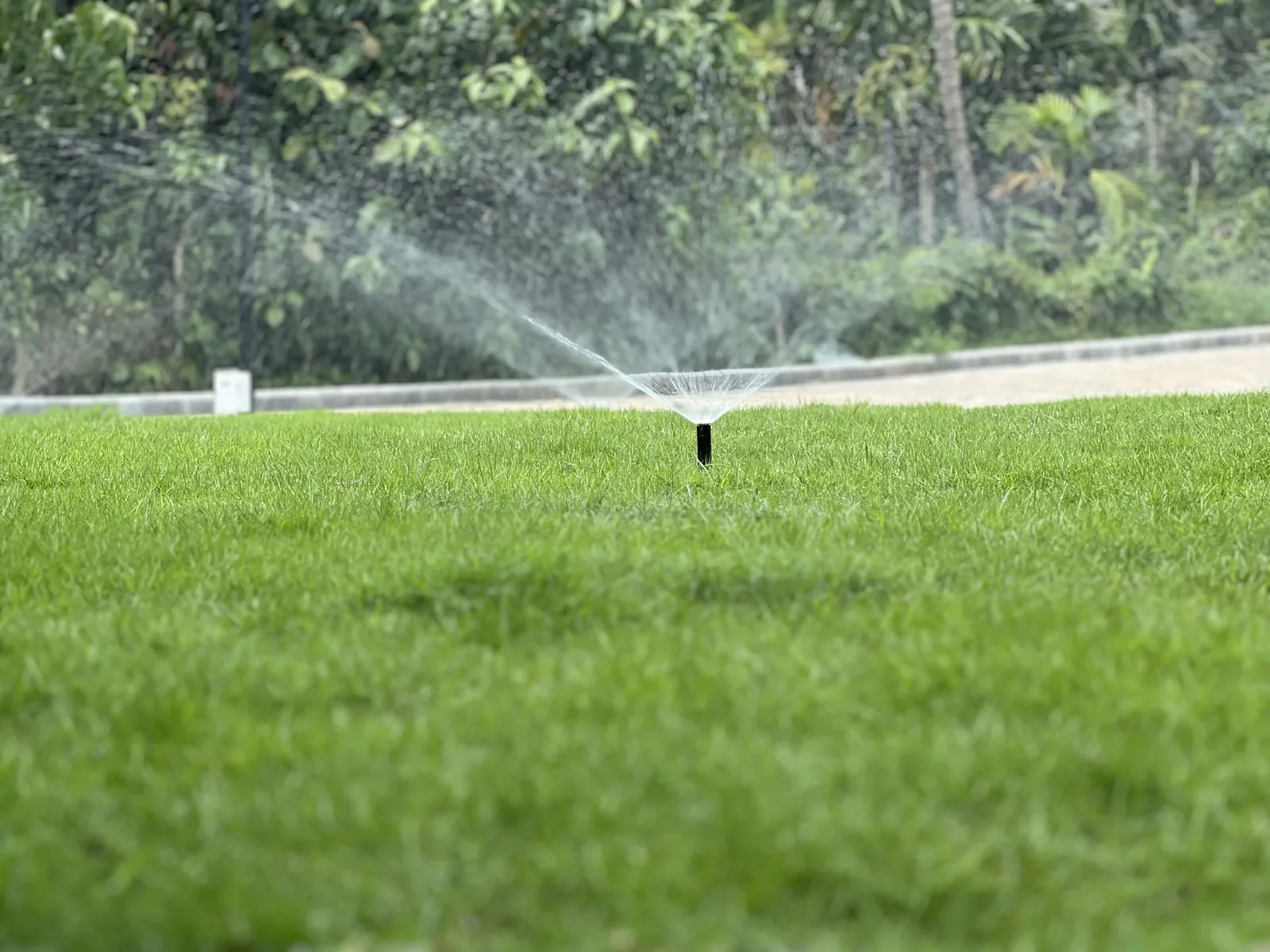 Established residential lawn