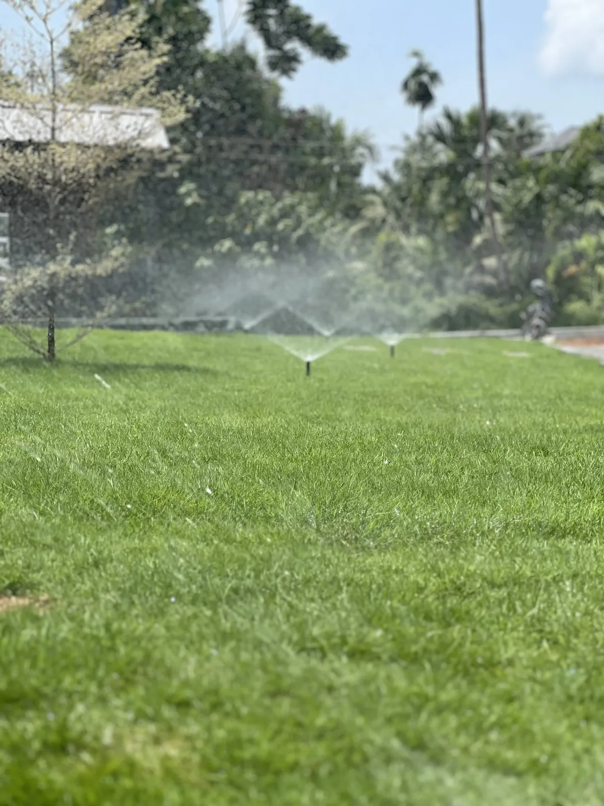 Lawn with outdoor seating and planting