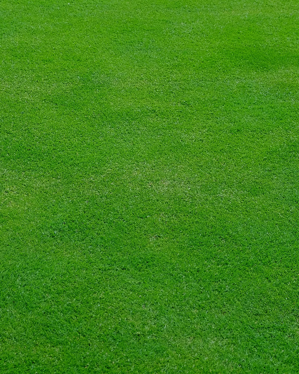 Pearl Grass lawn installed by Ufarms Landscape Studio