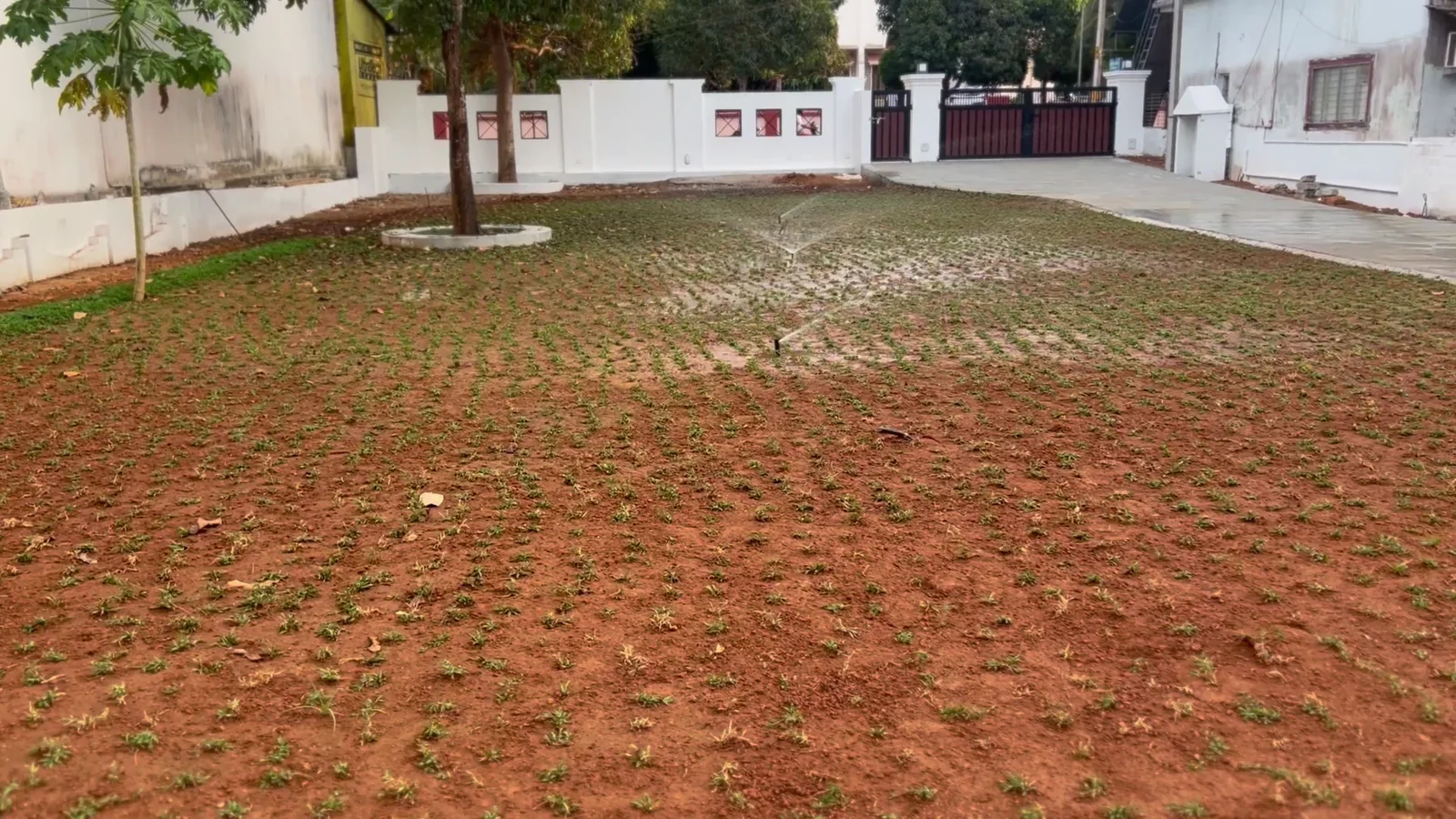Initial watering after lawn installation