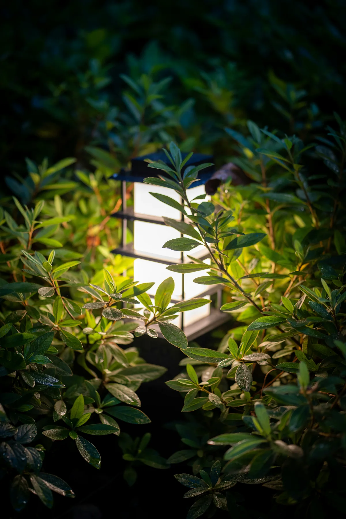 Outdoor lighting illuminating planting and hardscape