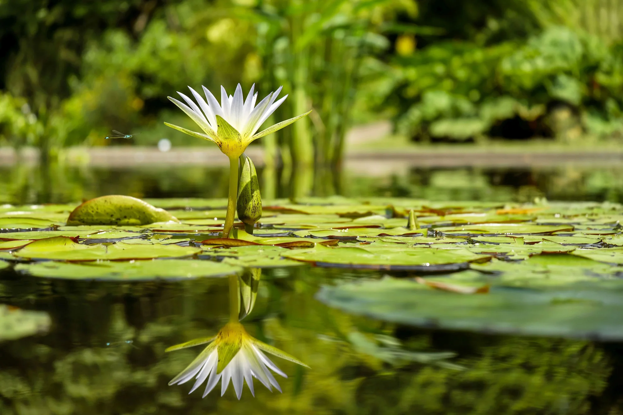 Pond Features by Ufarms Landscape Studio