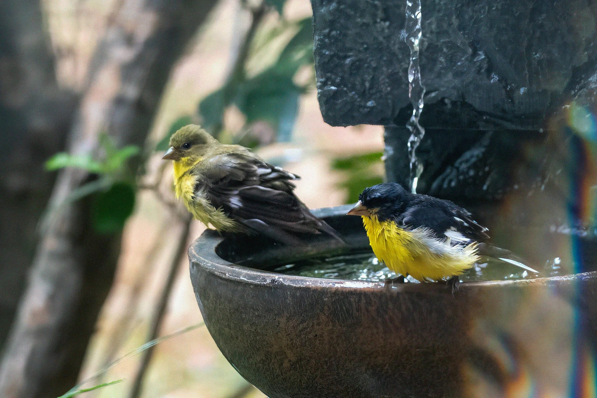 Wildlife gathering at a garden water feature